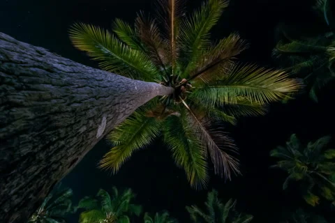 Palms in the night time Stock Footage 48476071