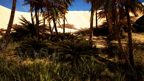 Palms oasis in the Desert Видео 231810809