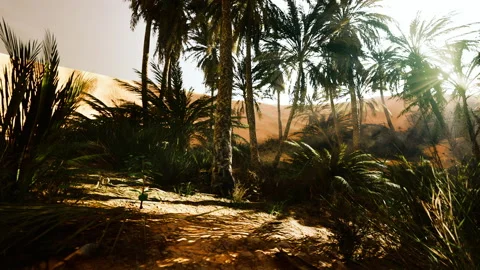 The Palms Oasis trail is one of many popular hikes in National Park Stock Footage 205572046
