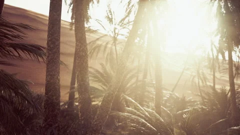 The Palms Oasis trail is one of many popular hikes in National Park Видео 219805535