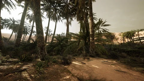 The Palms Oasis trail is one of many popular hikes in National Park Video stock 225679701
