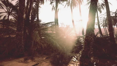 The Palms Oasis trail is one of many popular hikes in National Park Stock Footage 231688897