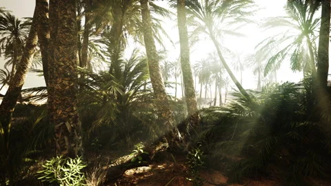 The Palms Oasis trail is one of many popular hikes in National Park Stock Footage 234389770