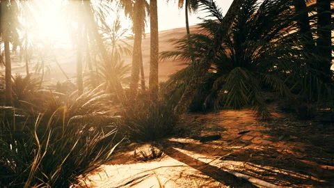 The Palms Oasis trail is one of many popular hikes in National Park Stock Footage 236328826