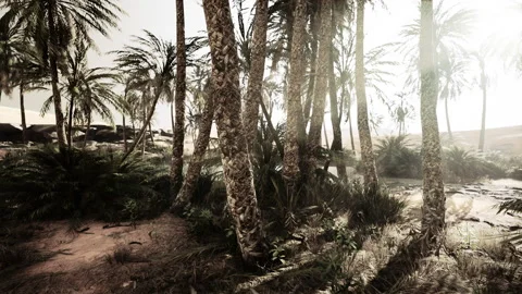 The Palms Oasis trail is one of many popular hikes in National Park Video stock 236628366
