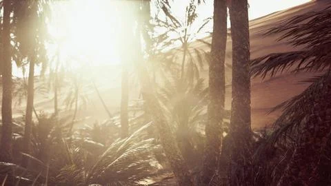 The Palms Oasis trail is one of many popular hikes in National Park Photos