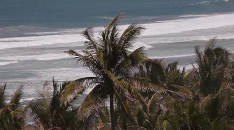 Palms With Ocean Background Stock Footage 7899436