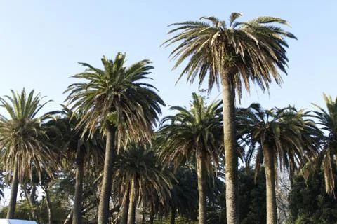 Palms in Oporto Stock Photos