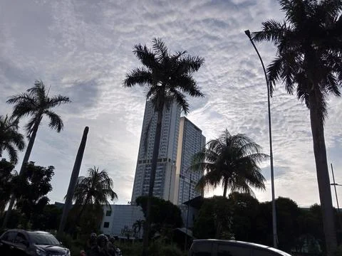 PALMS IN OVERCAST CLOUDS 写真素材