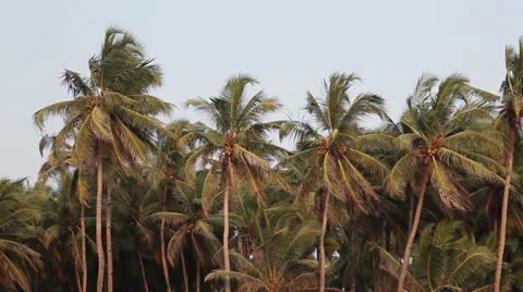 Palms. Palm tree. Palm Forest Video stock 26188570