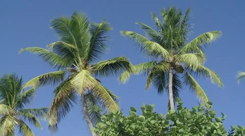 Palms / Palmiers Stock Footage 22341828