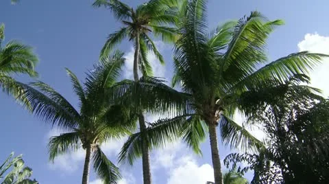 Palms / Palmiers Stock Footage 22341986