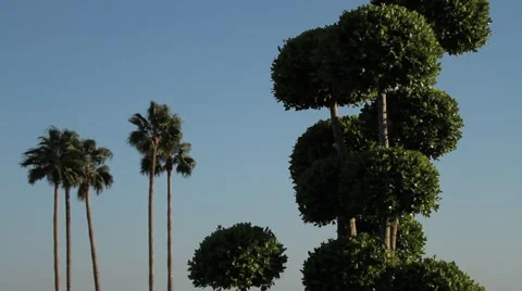 Palms in park Stock Footage 920201