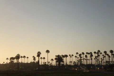 Palms Stock Photos