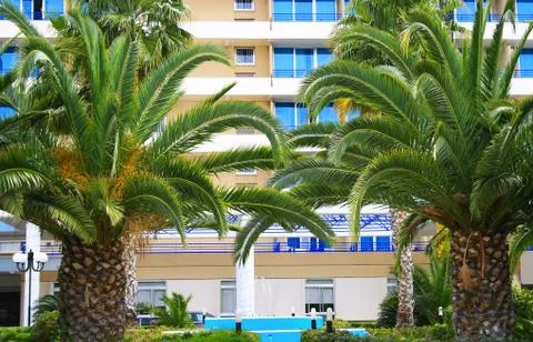 Palms Foto stock