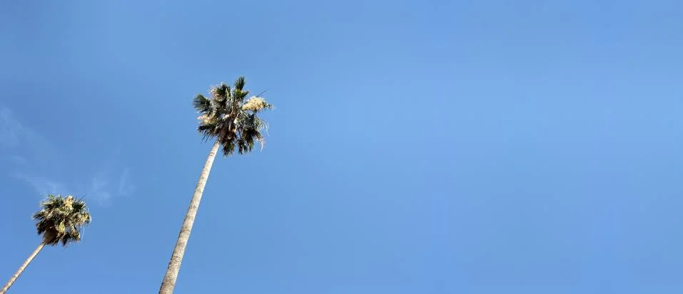 Palms Stock Photos