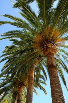 The palms 库存照片