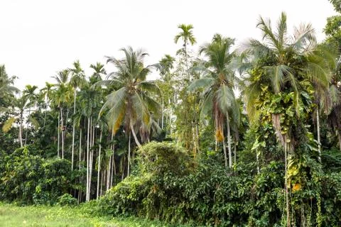  	Palms Stock Photos