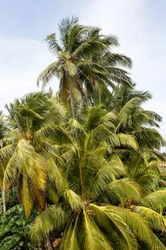 Palms  Stock Photos