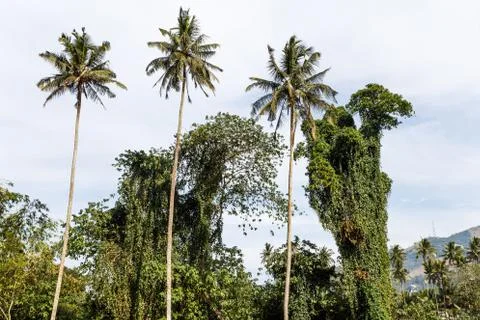 Palms Foto stock