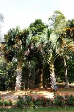 Palms Stock Photos