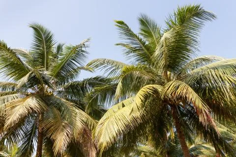 Palms Stock Photos