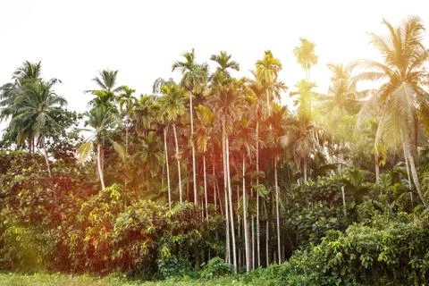 Palms Stock Photos