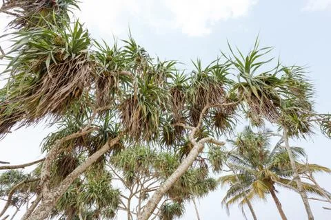 Palms Stock Photos