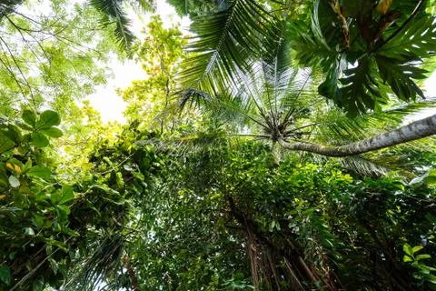Palms Stock Photos