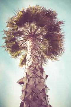 Palms Stock Photos