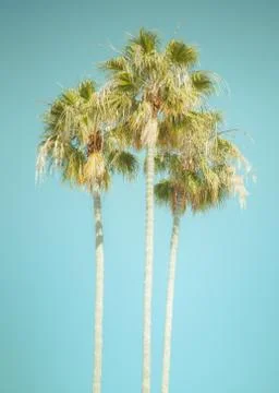 Palms Stock Photos