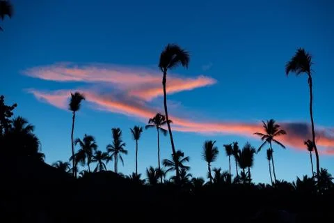 Palms Stock Photos