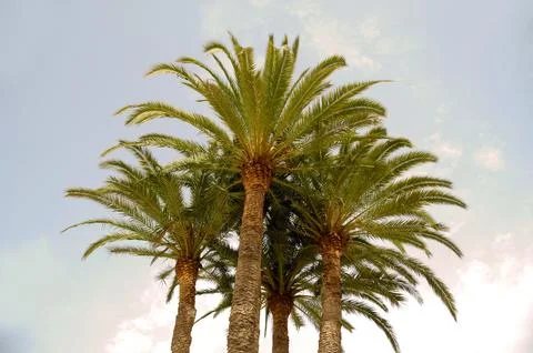 Palms Stock Photos