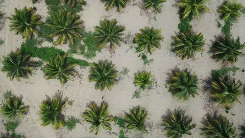 PALMS Plantation Video stock 124721368