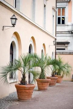 Palms in Pots Along Building Stock Photos