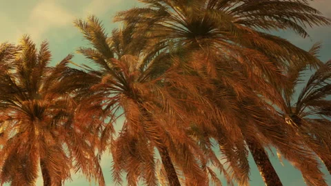 Palms reaching toward the sky during sunset by the beach Stock Footage 343932621