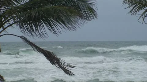 Palms Rough Ocean Static Shot Stock Footage 8839829