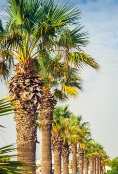 Palms in a row Stock Photos