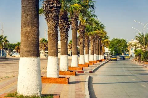 Palms in a row by the roadside Stock Photos