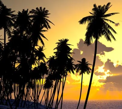 Palms on sand beach Stock Photos