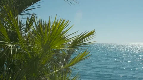 Palms sea backward movement Stock Footage 130678559