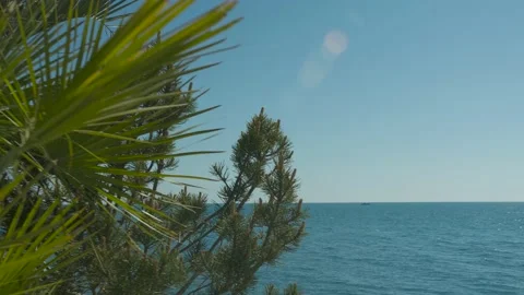 Palms sea progress Stock Footage 130678540