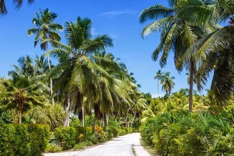 Palms Seychelles La Digue path vacation holidays paradise symbolic image p... Stock-Fotos