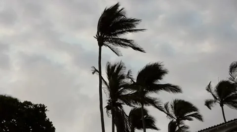 Palms Silhouette Stock Footage 7759616