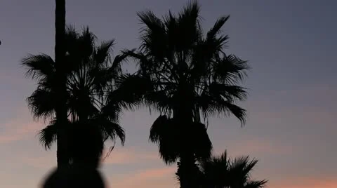 Palms Silhouette 動画素材 22387692