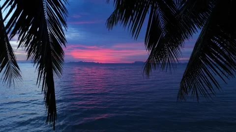 Palms silhouetted against sunset sky. Vibrant tropical sunset casting warm hues Stock Footage 312751689