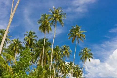 Palms on sky background Stock Photos