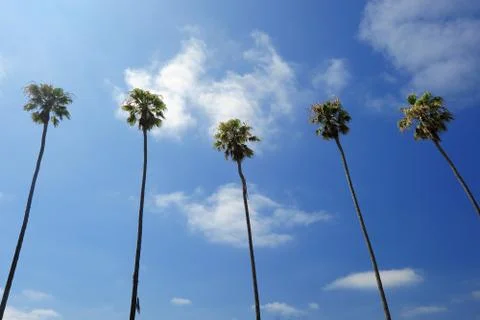 Palms on sky Stock Photos