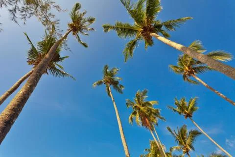 Palms on sky Stock Photos