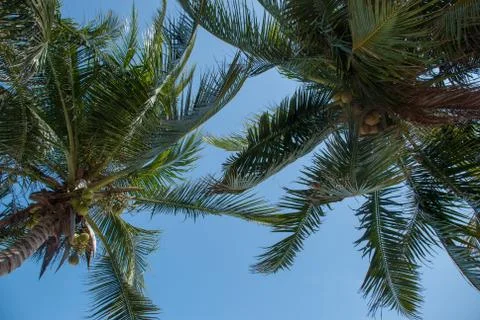 Palms in the sky Stock Photos